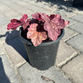 Berry Smoothie Coral Bells (Heuchera 'Berry Smoothie') — Twin Cities, MN