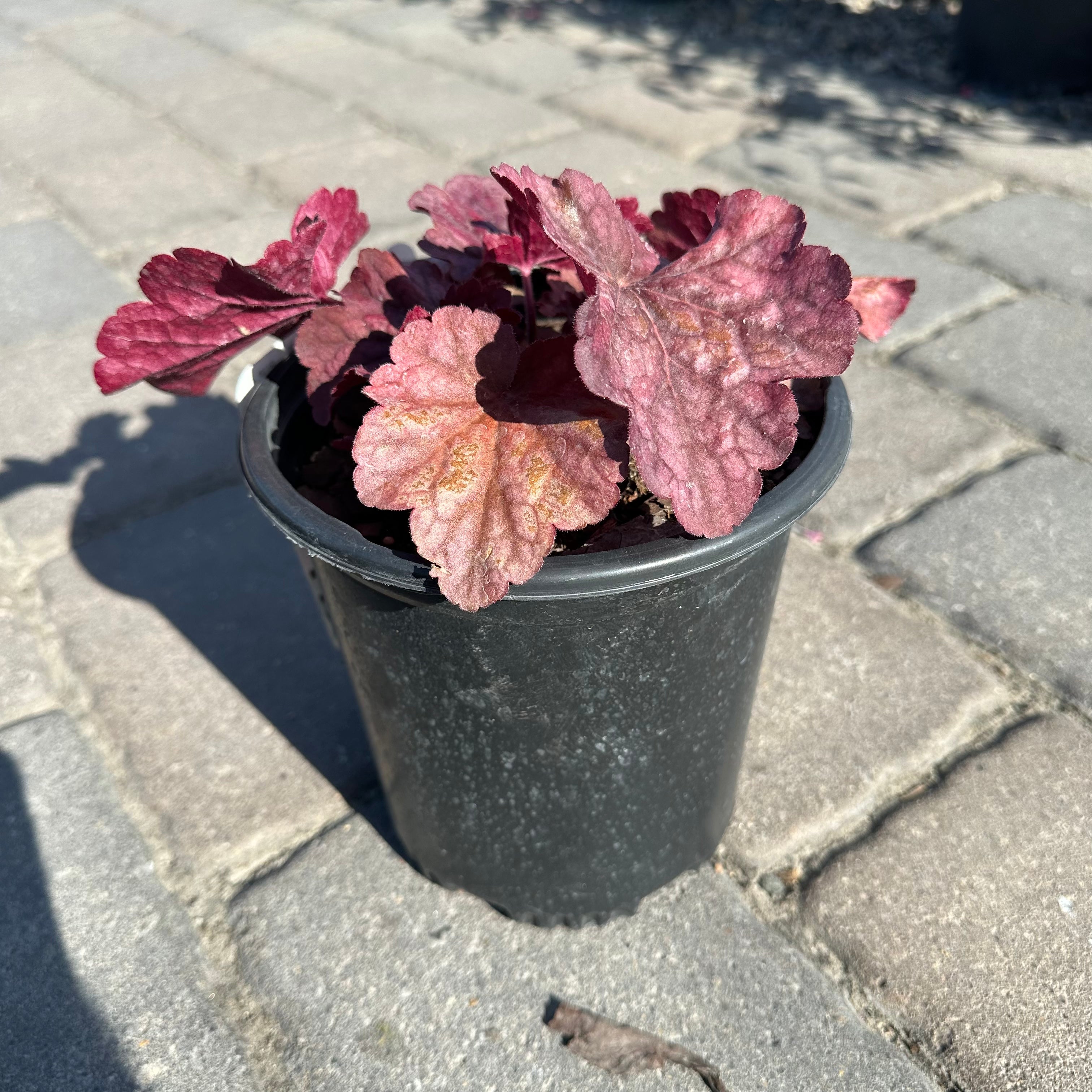 Berry Smoothie Coral Bells (Heuchera 'Berry Smoothie') — Twin Cities, MN