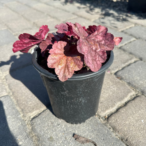 Berry Smoothie Coral Bells (Heuchera 'Berry Smoothie') — Twin Cities, MN