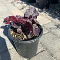 Black Forest Cake Coral Bells (Heuchera 'Black Forest Cake') — Minneapolis, MN