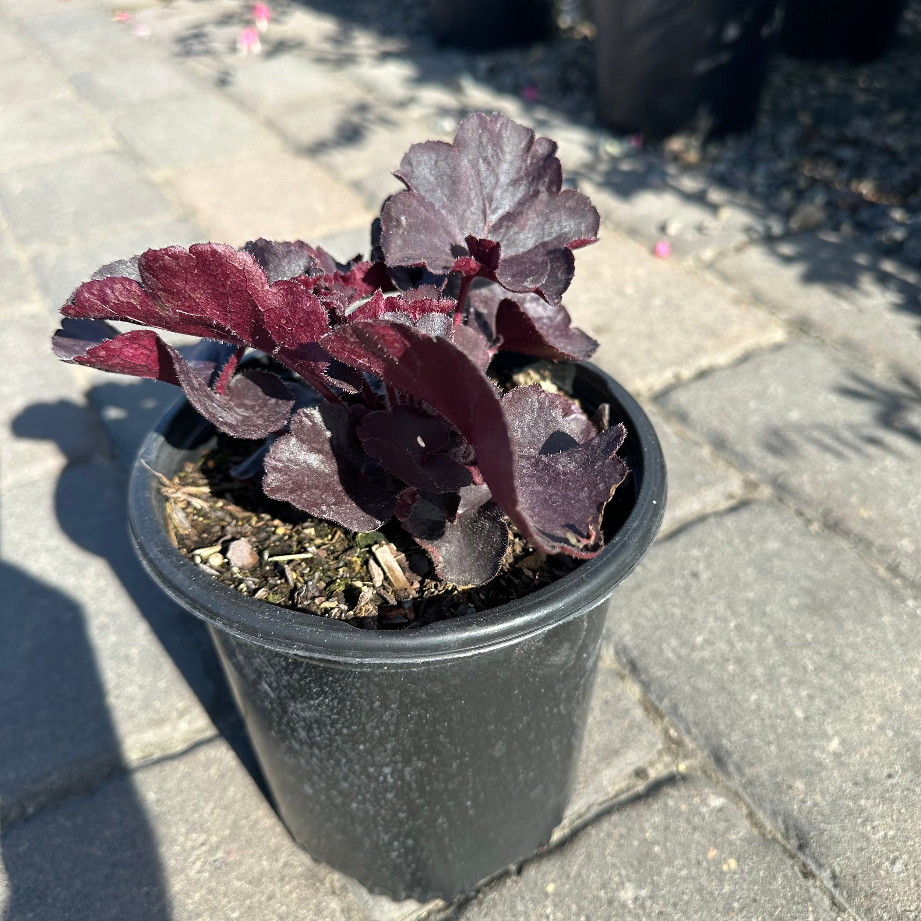 Black Forest Cake Coral Bells (Heuchera 'Black Forest Cake') — Minneapolis, MN