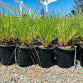 Blaze Little Bluestem — Minnetonka, MN
