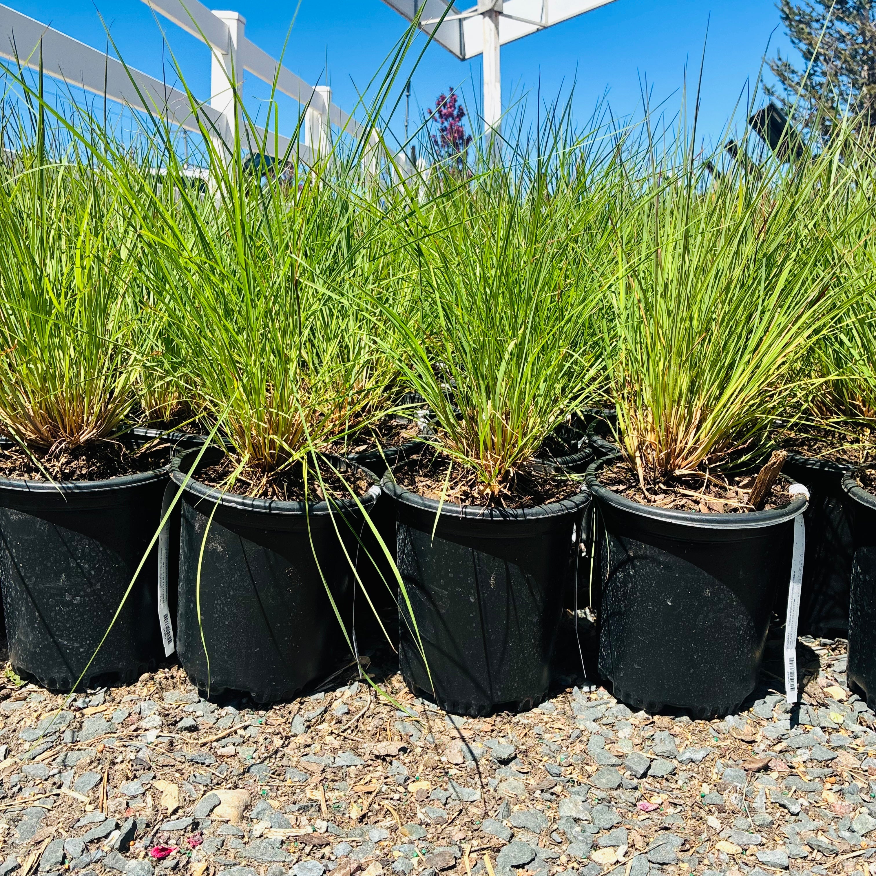 Blaze Little Bluestem — Minnetonka, MN
