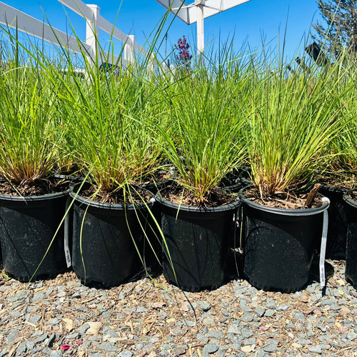 Blaze Little Bluestem — Minnetonka, MN