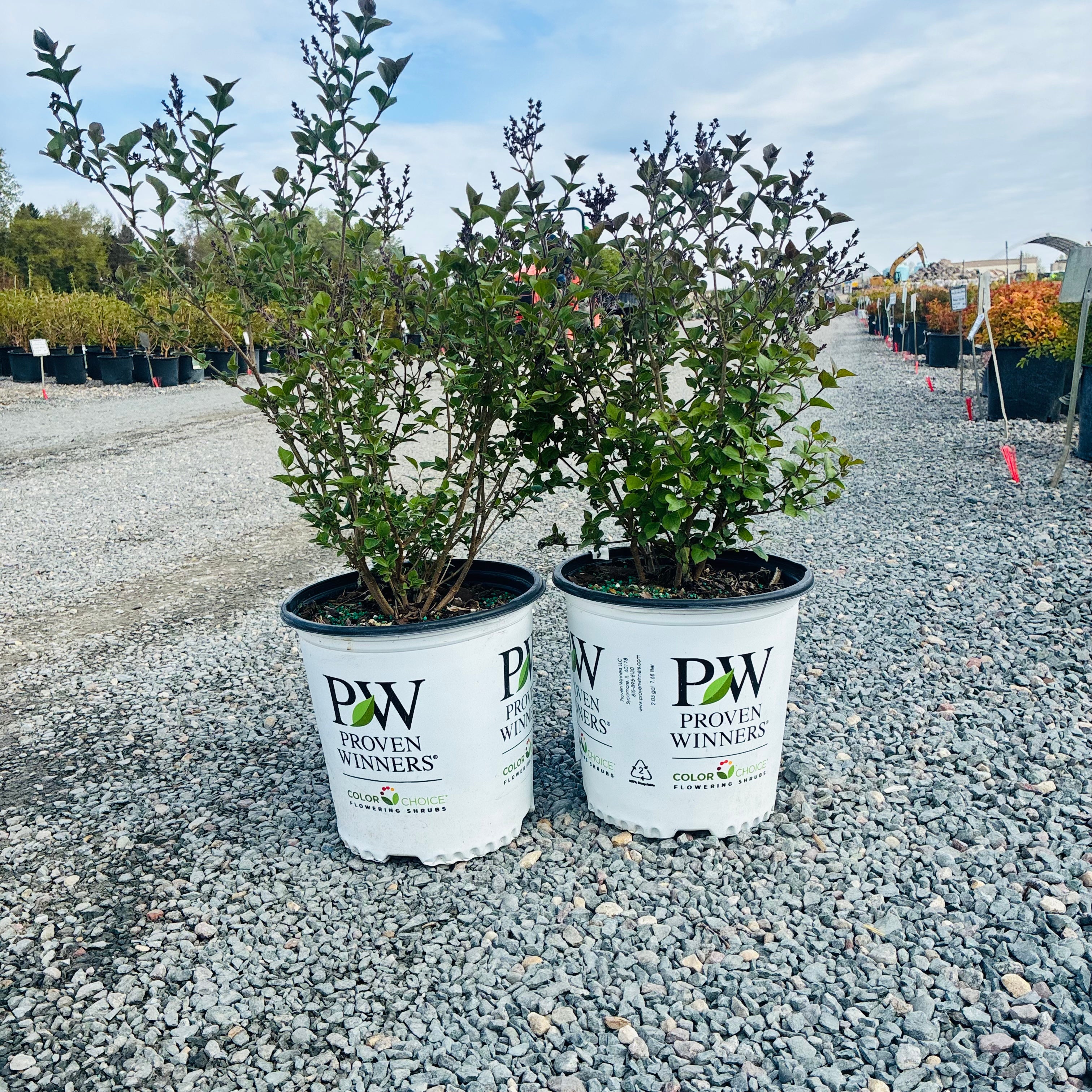 Bloomerang Dark Purple Lilac (Syringa 'Bloomerang Dark Purple') — Maple Grove, MN