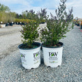 Bloomerang Dark Purple Lilac (Syringa 'Bloomerang Dark Purple') in nursery container — Bloomington, MN
