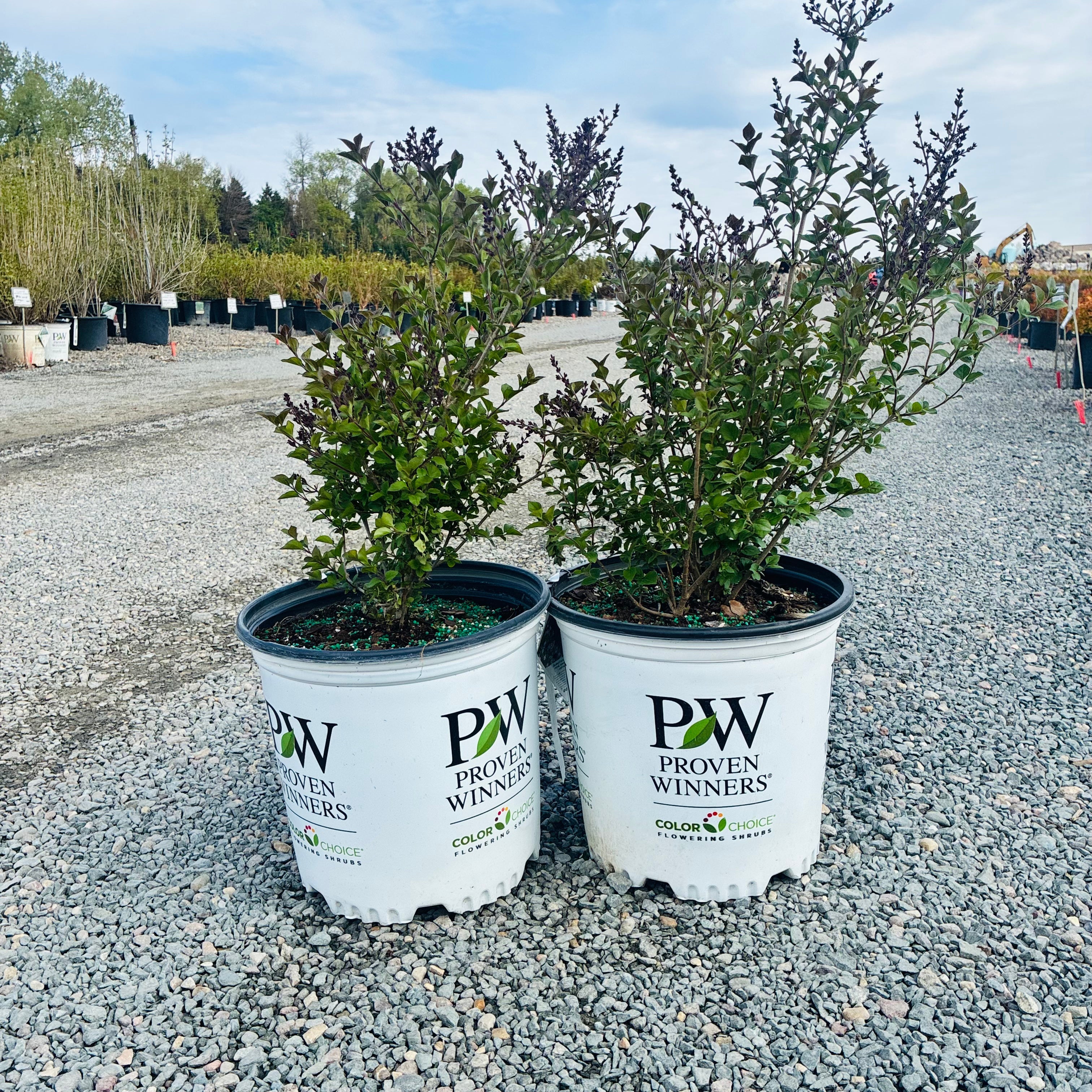 Bloomerang Dark Purple Lilac (Syringa 'Bloomerang Dark Purple') in nursery container — Bloomington, MN