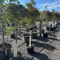 Bloomerang Dark Purple Lilac Tree Form (Syringa 'Bloomerang Dark Purple') — Minneapolis, MN