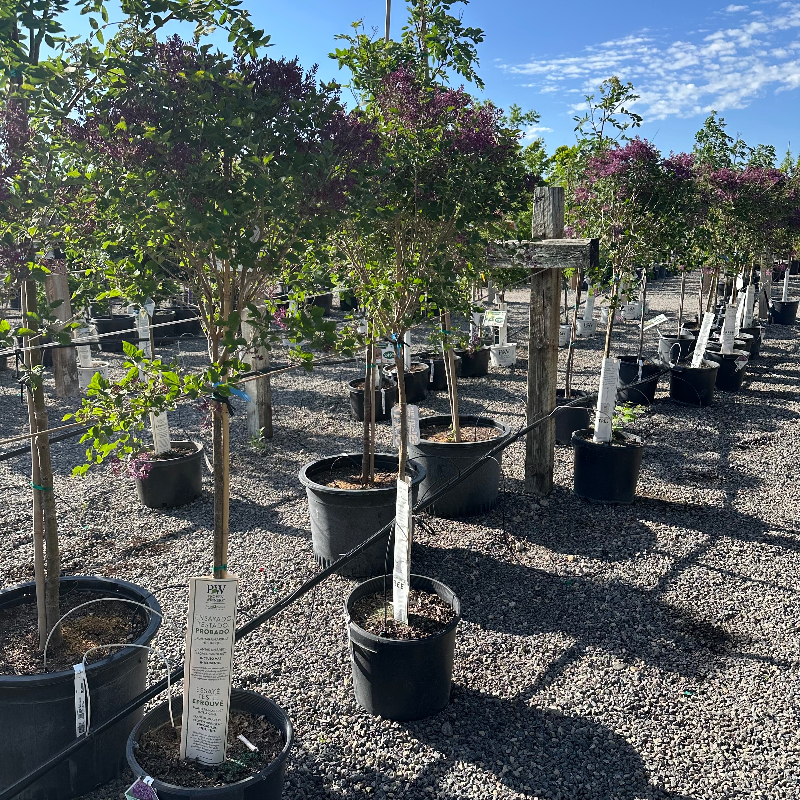 Bloomerang Dark Purple Lilac Tree Form (Syringa 'Bloomerang Dark Purple') — Minneapolis, MN