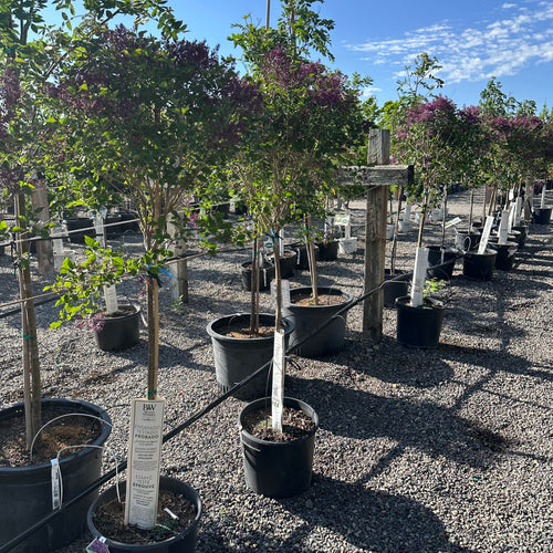 Bloomerang Dark Purple Lilac Tree Form (Syringa 'Bloomerang Dark Purple') — Minneapolis, MN