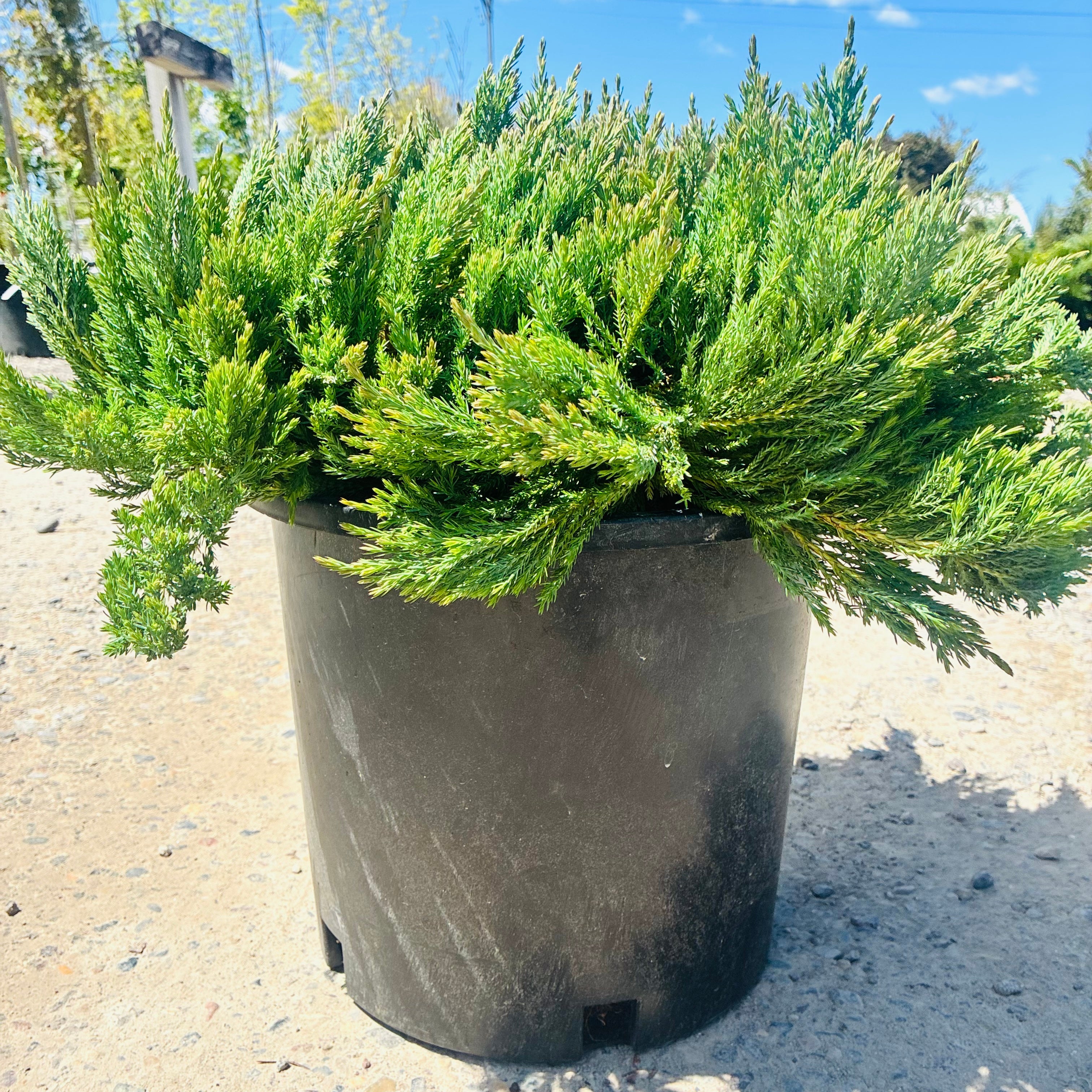 Blue Forest Juniper (Juniperus sabina 'Blue Forest') foliage detail — Woodbury, MN