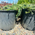 Blue Prince Juniper — Plymouth, MN