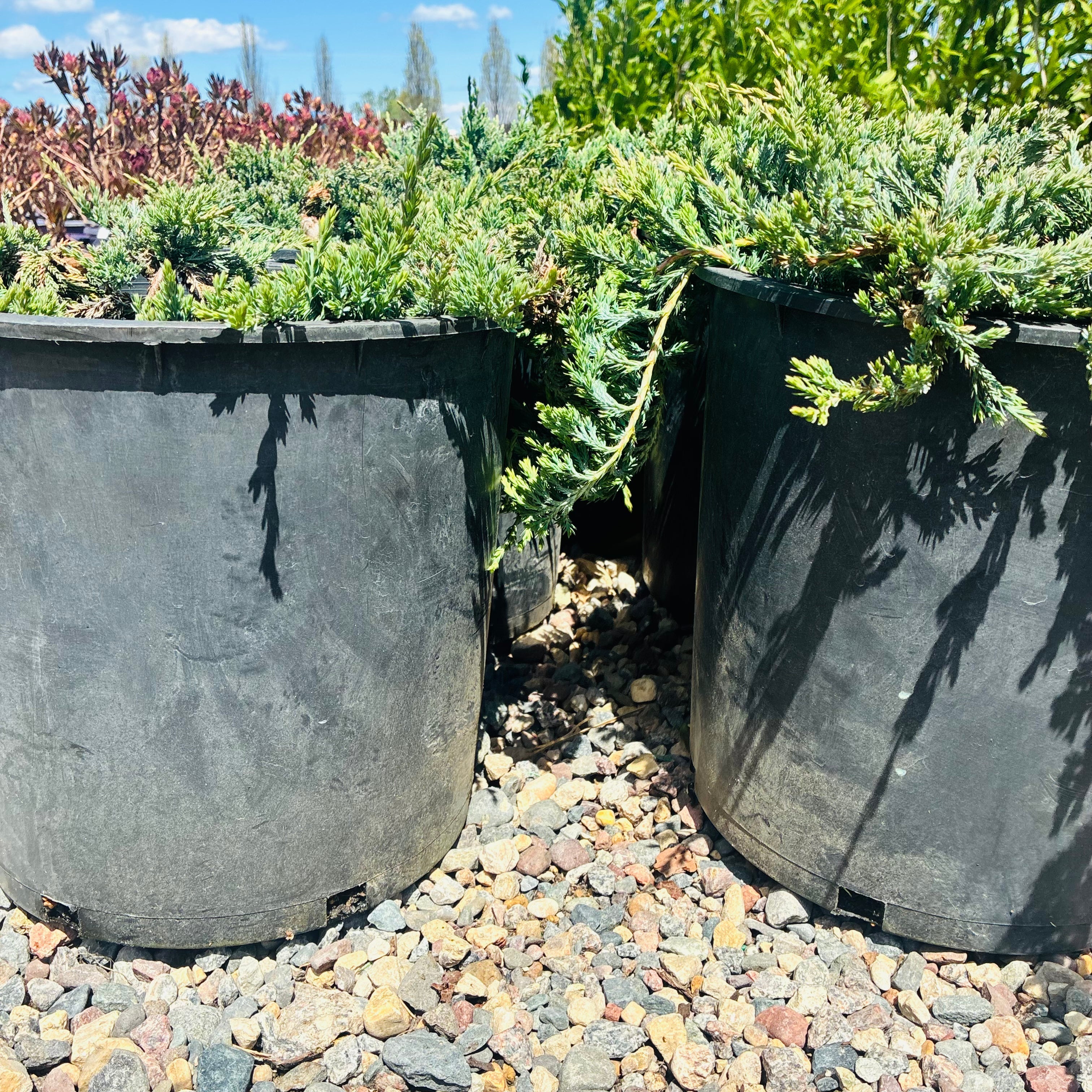Blue Prince Juniper — Plymouth, MN