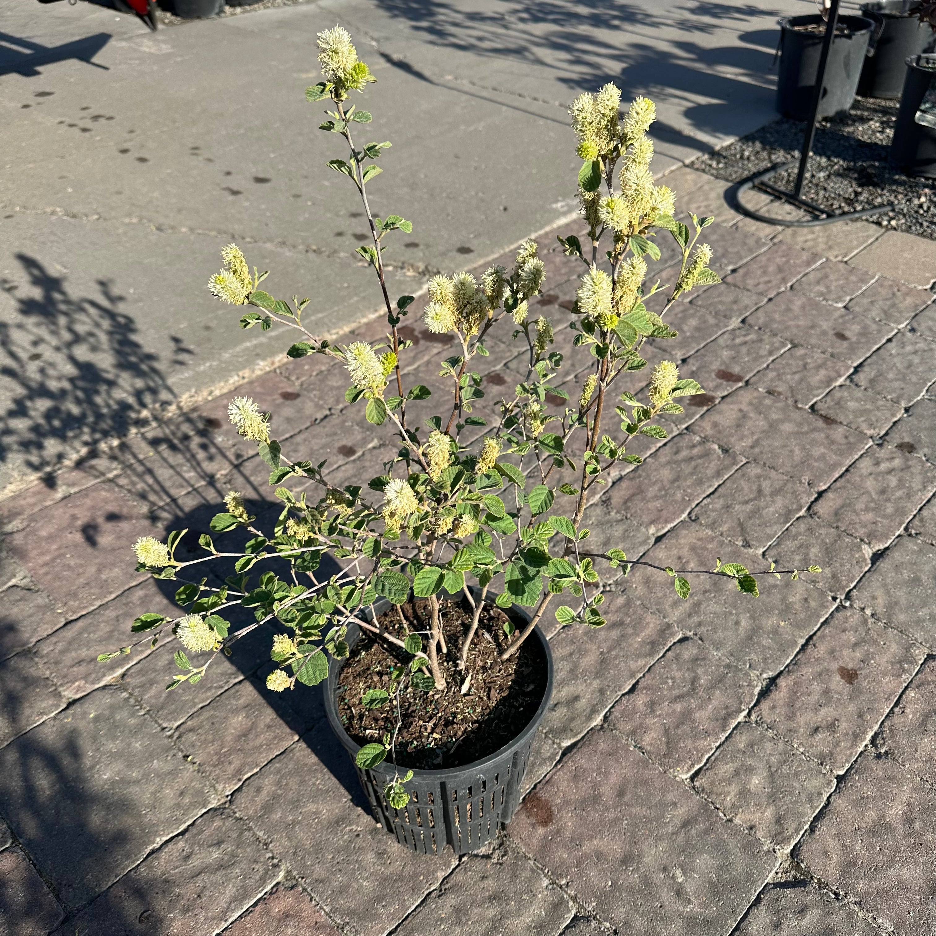 Blue Shadow Fothergilla — Eden Prairie, MN