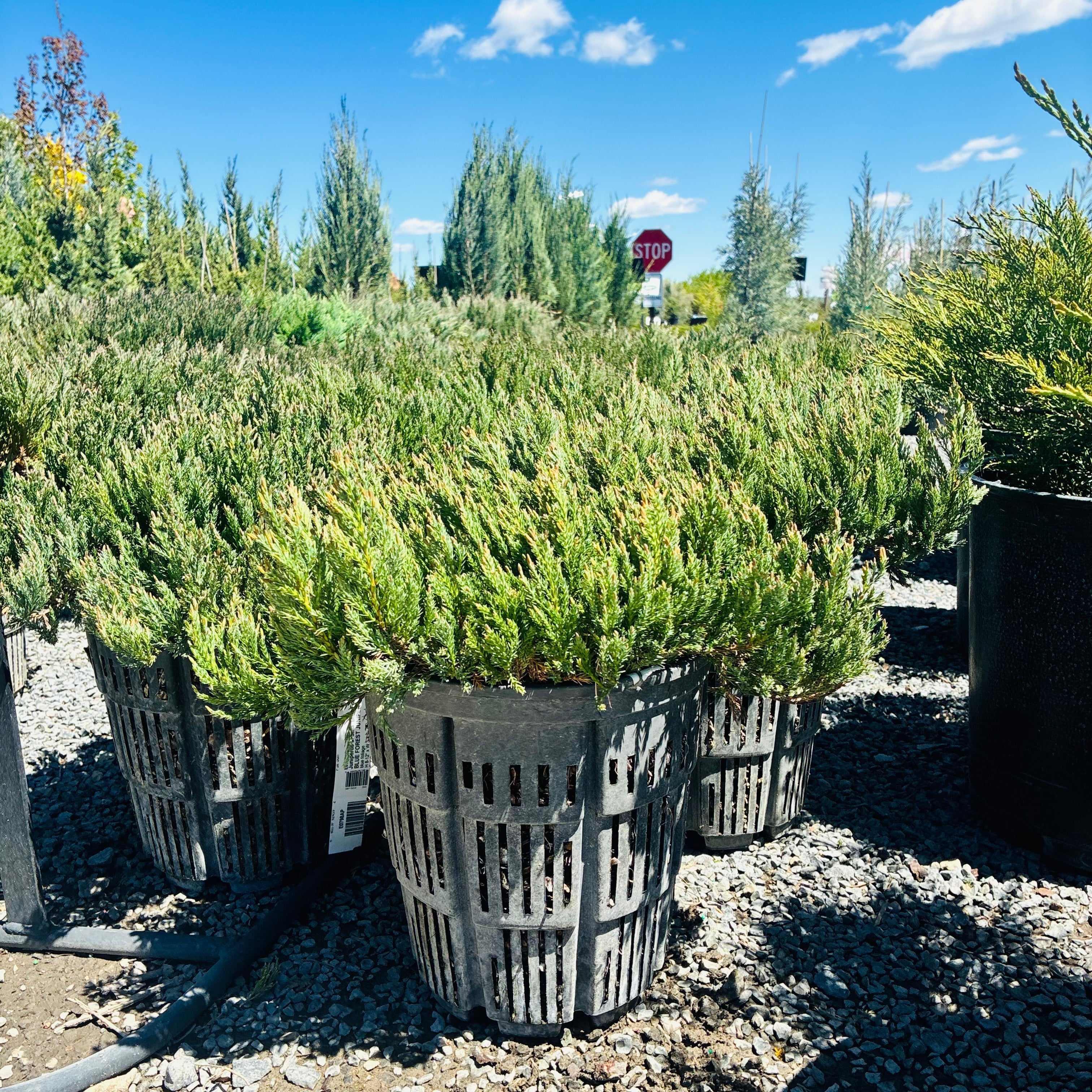 Blue Forest Juniper (Juniperus sabina 'Blue Forest') in nursery container — Eden Prairie, MN
