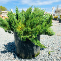 Blue Forest Juniper (Juniperus sabina 'Blue Forest') — Wayzata, MN