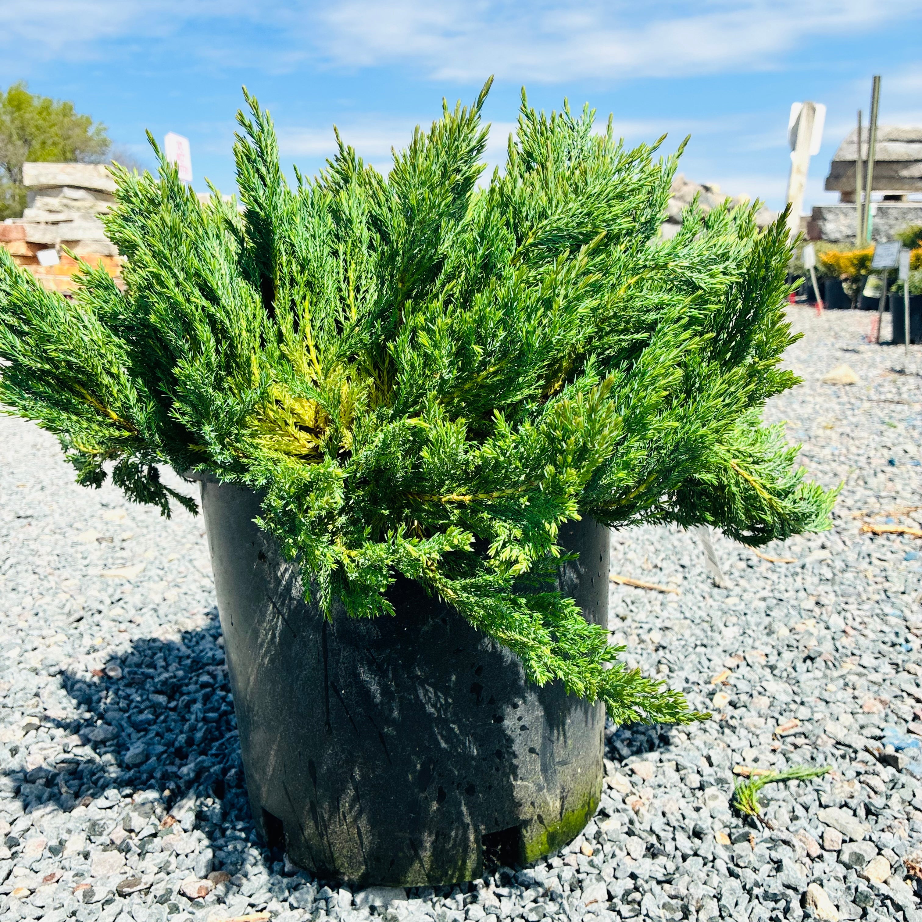 Blue Forest Juniper (Juniperus sabina 'Blue Forest') — Wayzata, MN