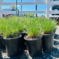 Blue Moor Grass — Bloomington, MN
