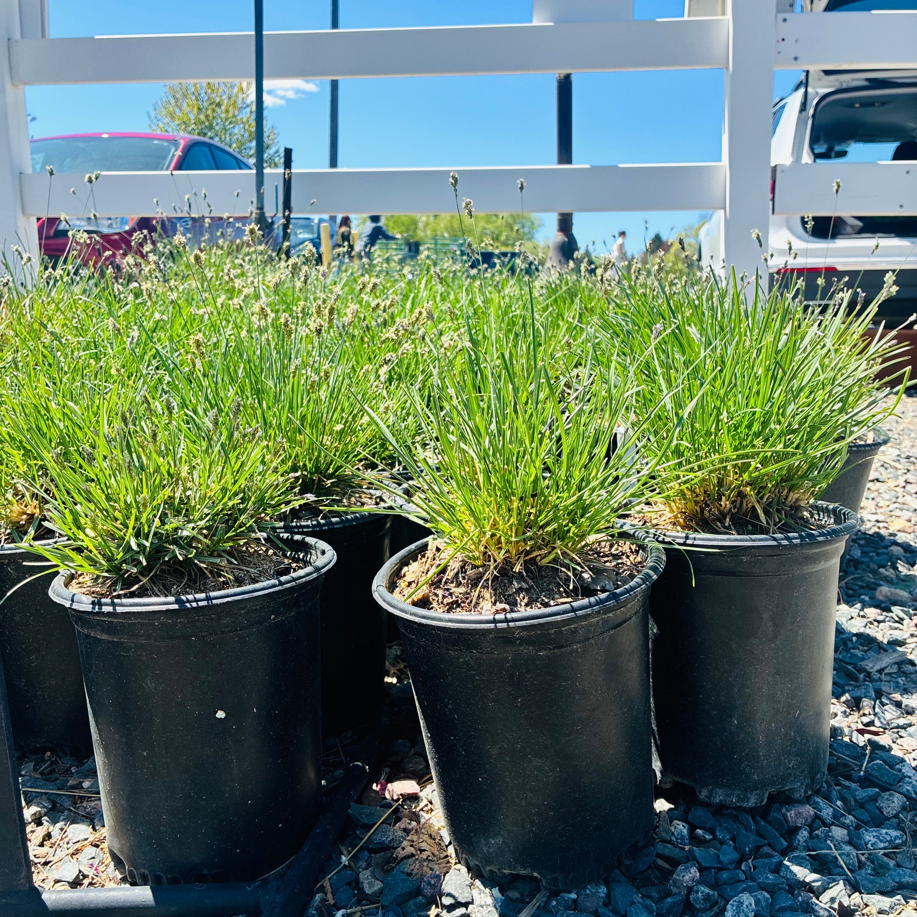 Blue Moor Grass — Bloomington, MN