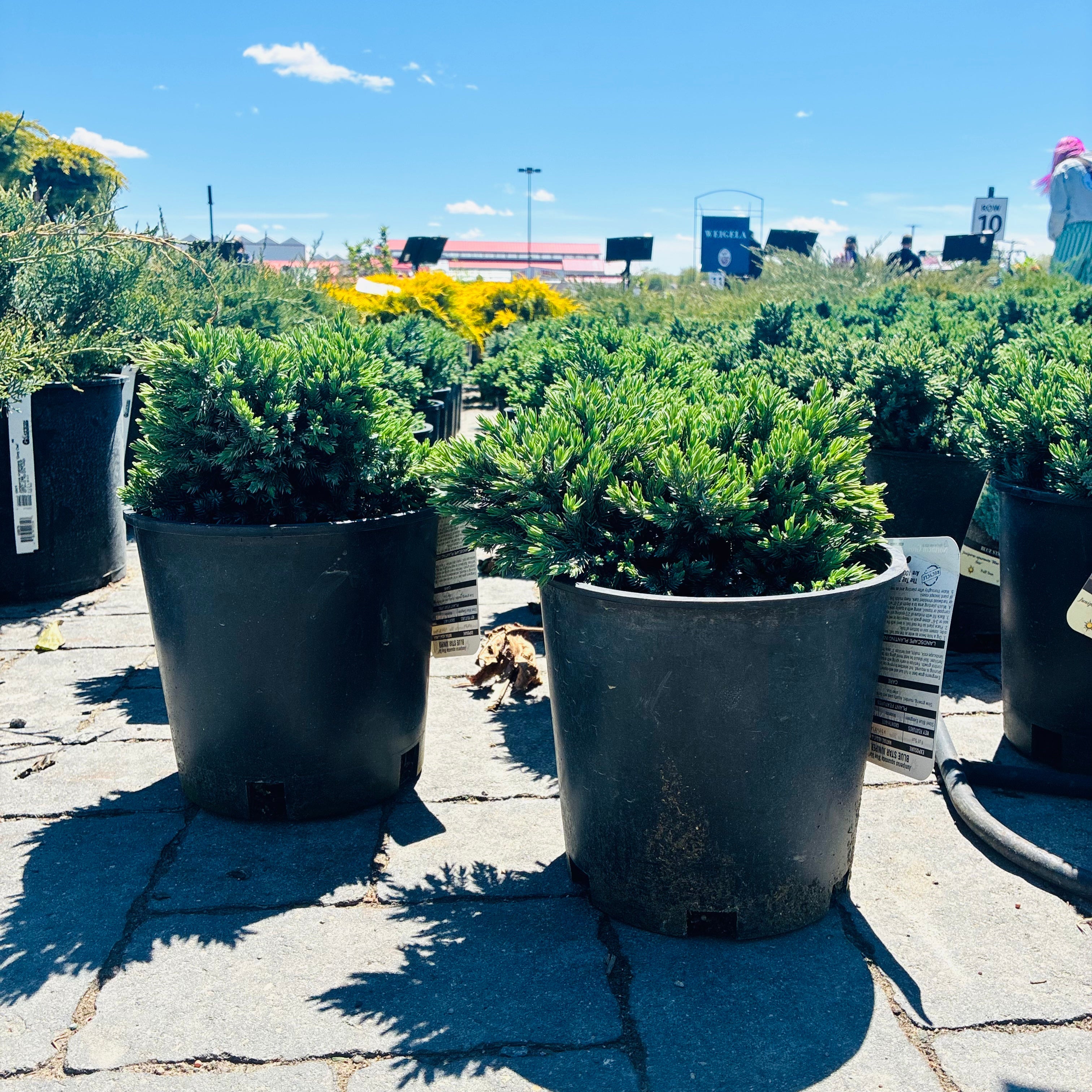 Blue Star Juniper in nursery container — Eden Prairie, MN