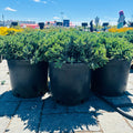 Blue Star Juniper — Wayzata, MN