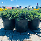 Blue Star Juniper — Wayzata, MN
