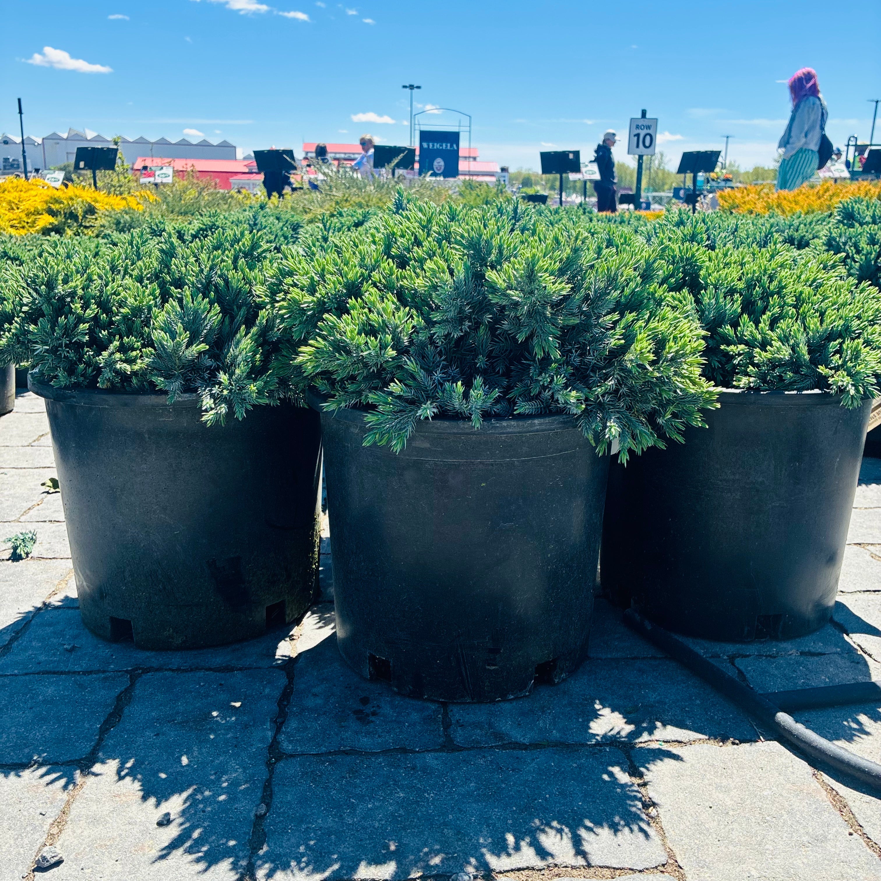 Blue Star Juniper — Wayzata, MN