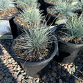 Boulder Blue Fescue (Festuca glauca 'Boulder Blue') — Edina, MN
