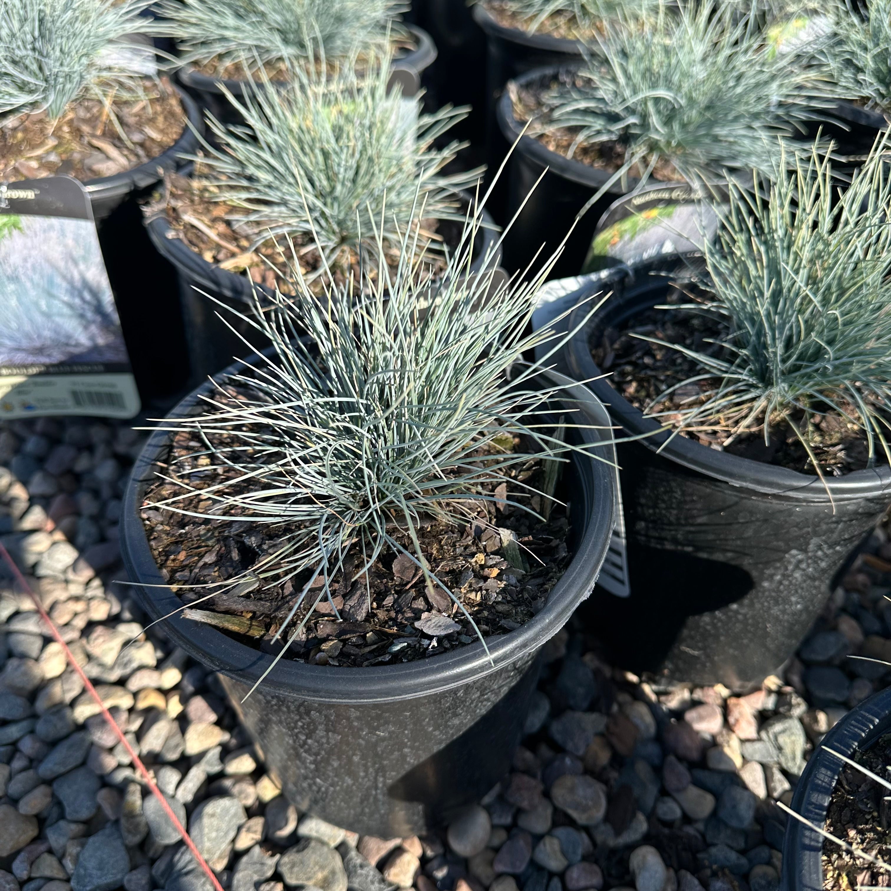 Boulder Blue Fescue (Festuca glauca 'Boulder Blue') — Edina, MN