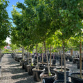 Brandywine Red Maple (Acer 'Brandywine Red') — Bloomington, MN