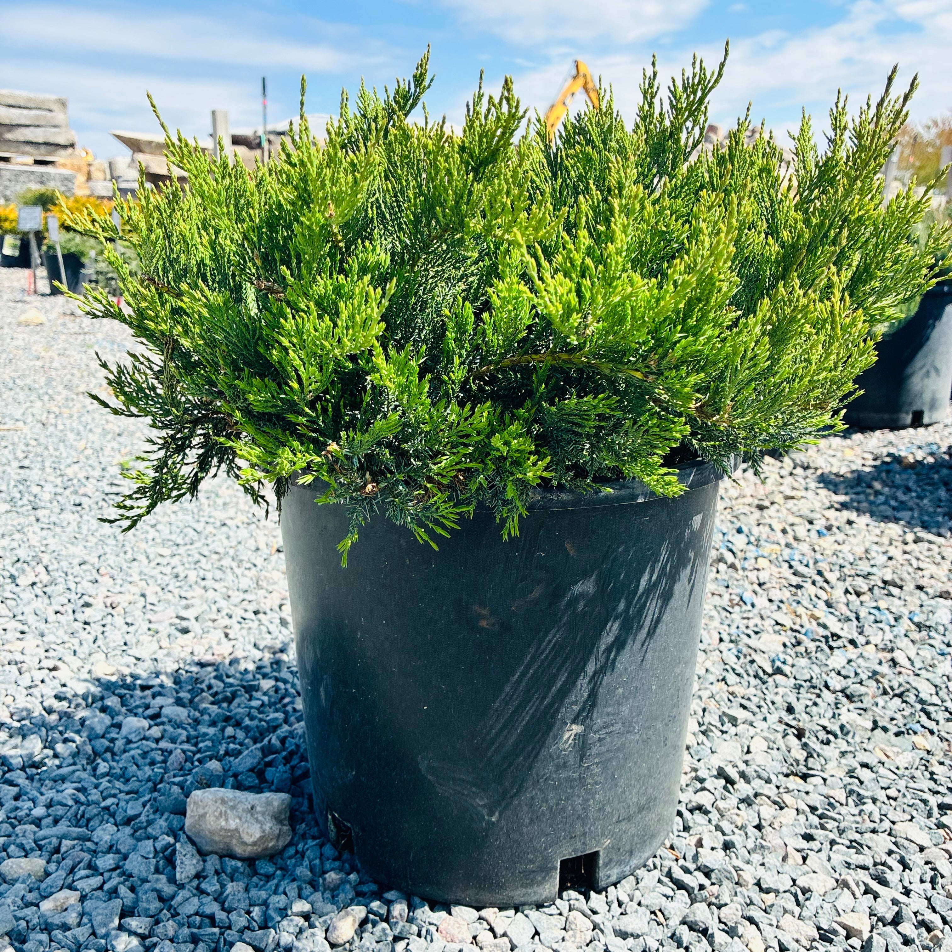 Broadmoor Juniper (Juniperus sabina 'Broadmoor') — Edina, MN