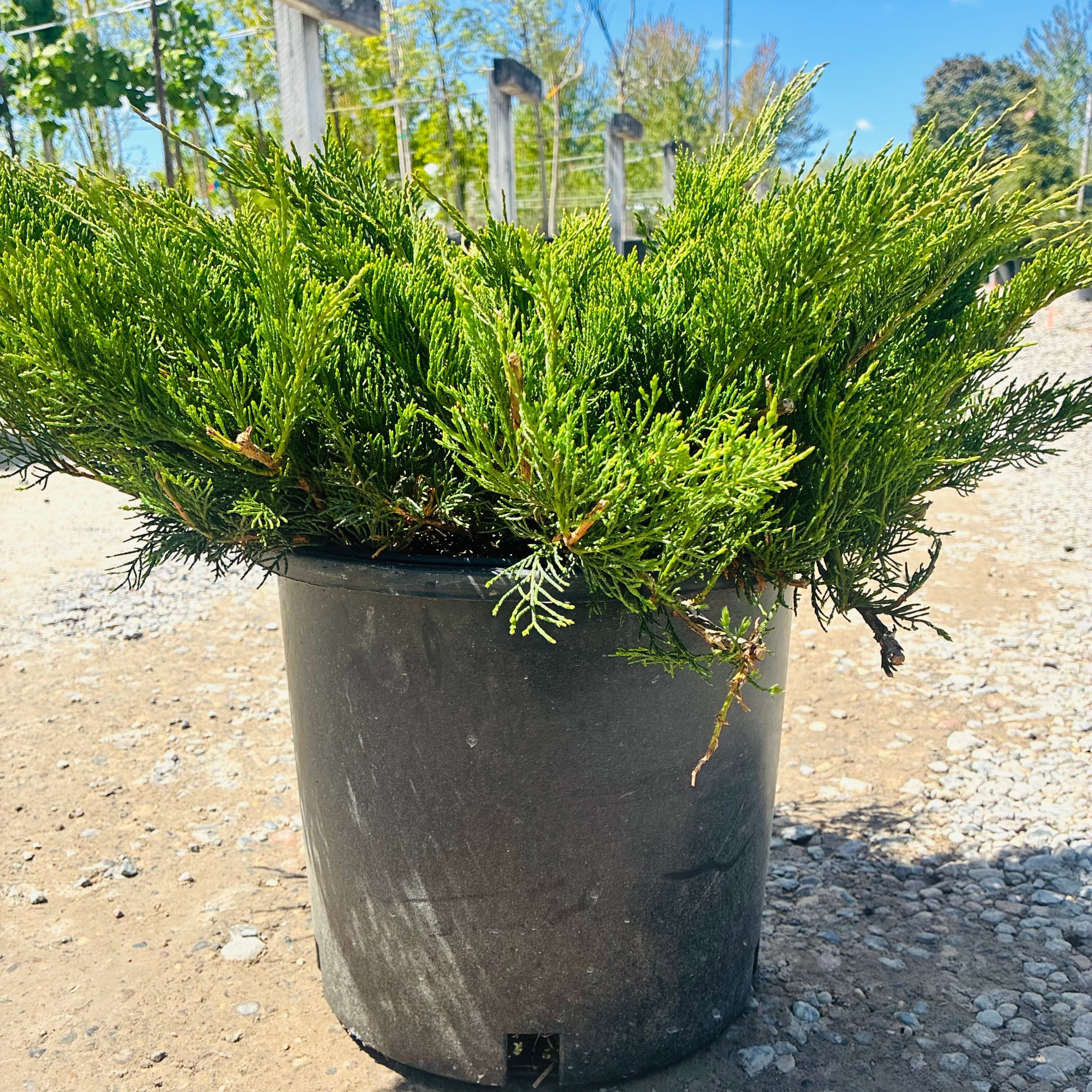 Buffalo Juniper — Woodbury, MN