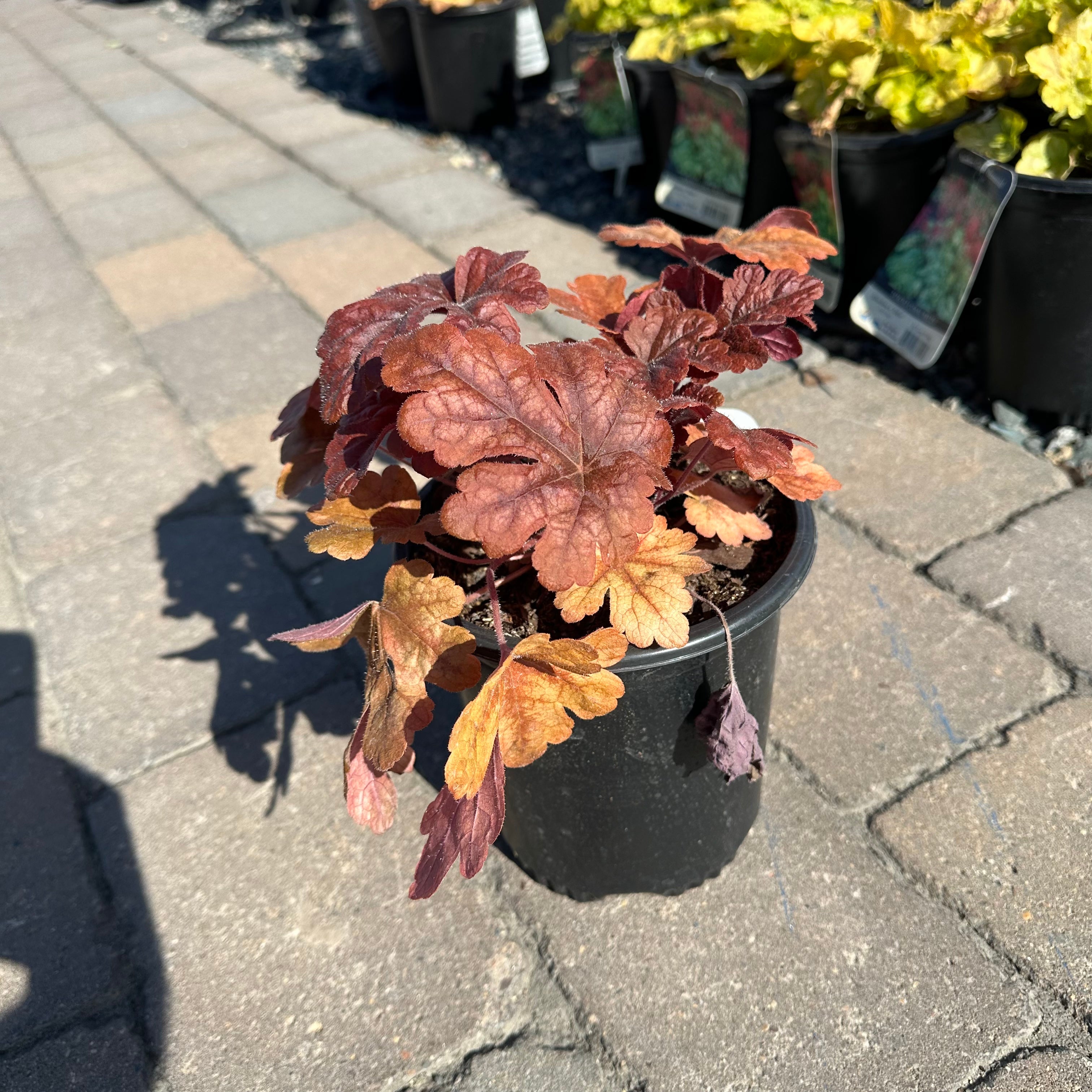 Buttered Rum Foamy Bells (Heucherella 'Buttered Rum') — Maple Grove, MN