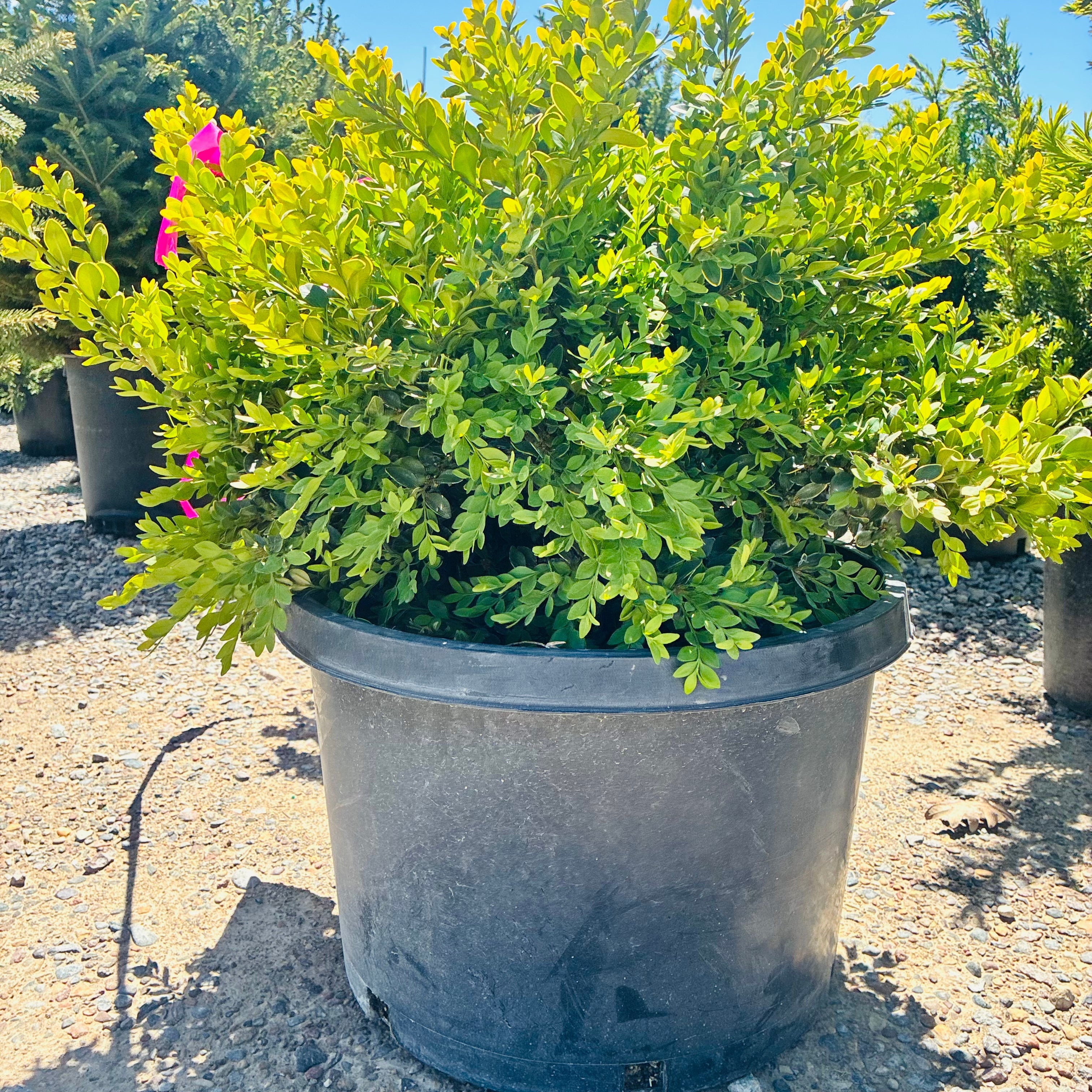 Green Mountain Boxwood in nursery container — Minnetonka, MN
