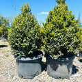 Green Mountain Boxwood — Edina, MN
