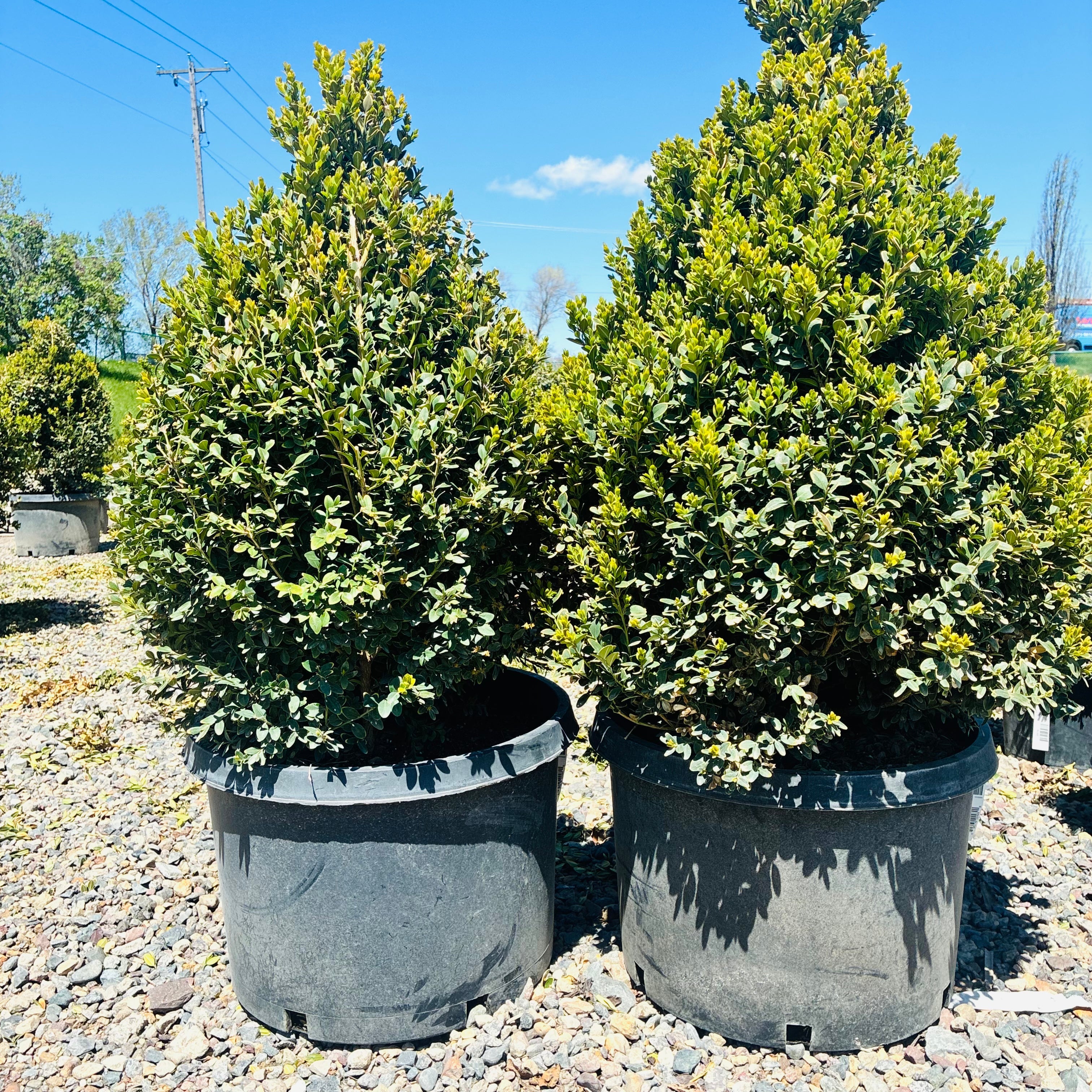 Green Mountain Boxwood — Edina, MN