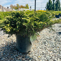 Calgary Carpet Juniper (Juniperus sabina 'Calgary Carpet') — St. Paul, MN