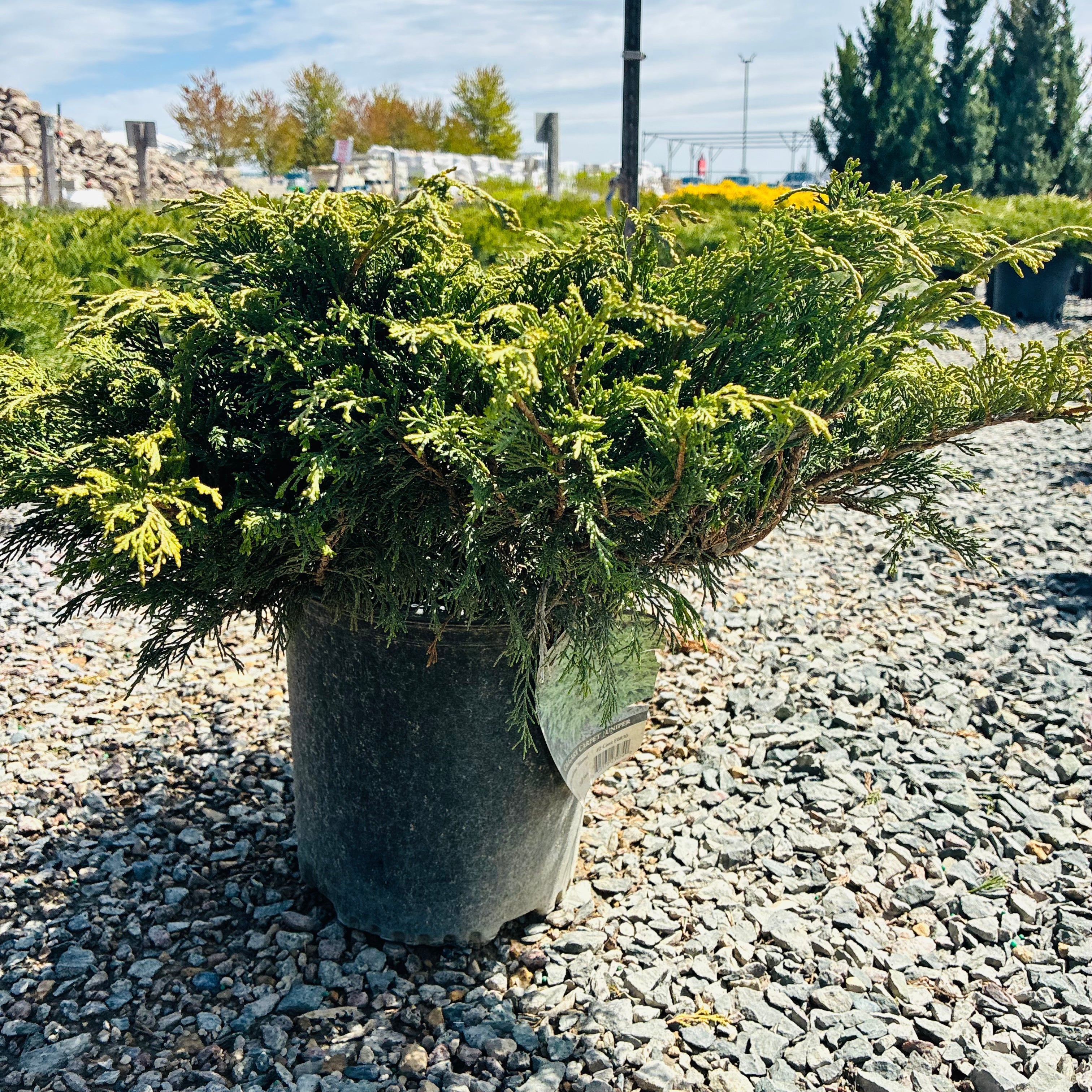 Calgary Carpet Juniper (Juniperus sabina 'Calgary Carpet') — St. Paul, MN