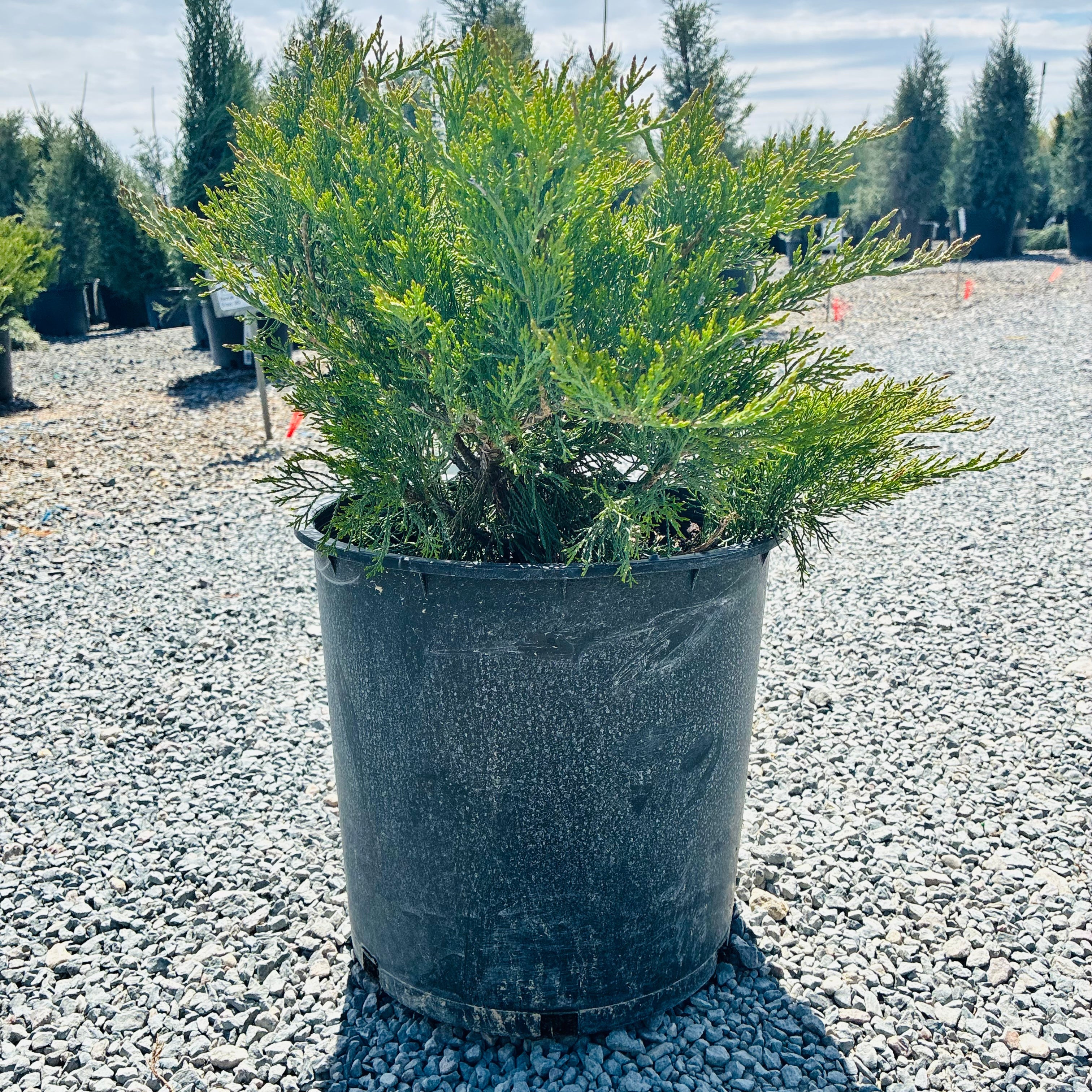 Calgary Carpet Juniper (Juniperus sabina 'Calgary Carpet') in nursery container — Edina, MN