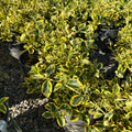 Canadale Gold Wintercreeper — Edina, MN