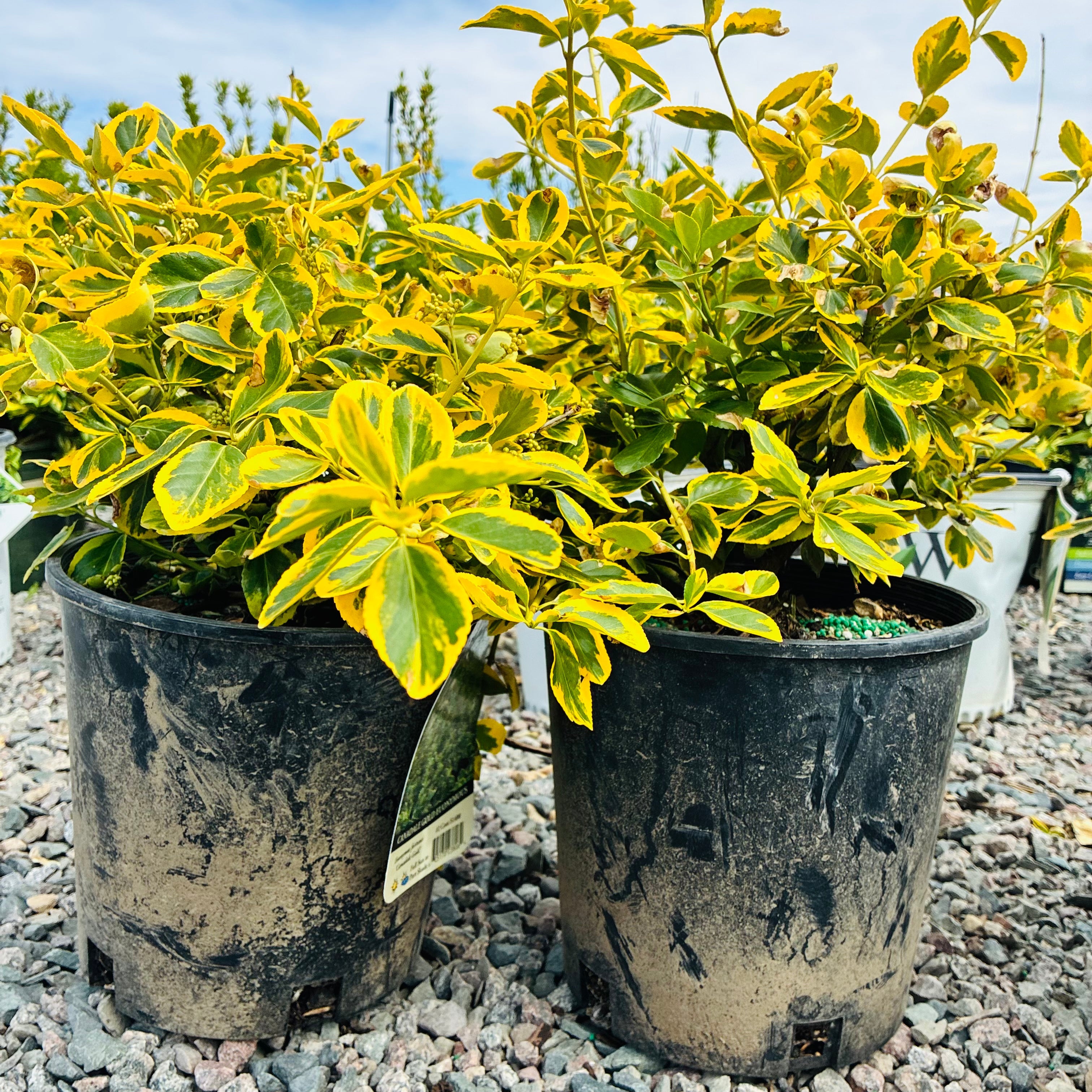 Canadale Gold Euonymus (Euonymus fortunei 'Canadale Gold') — Plymouth, MN