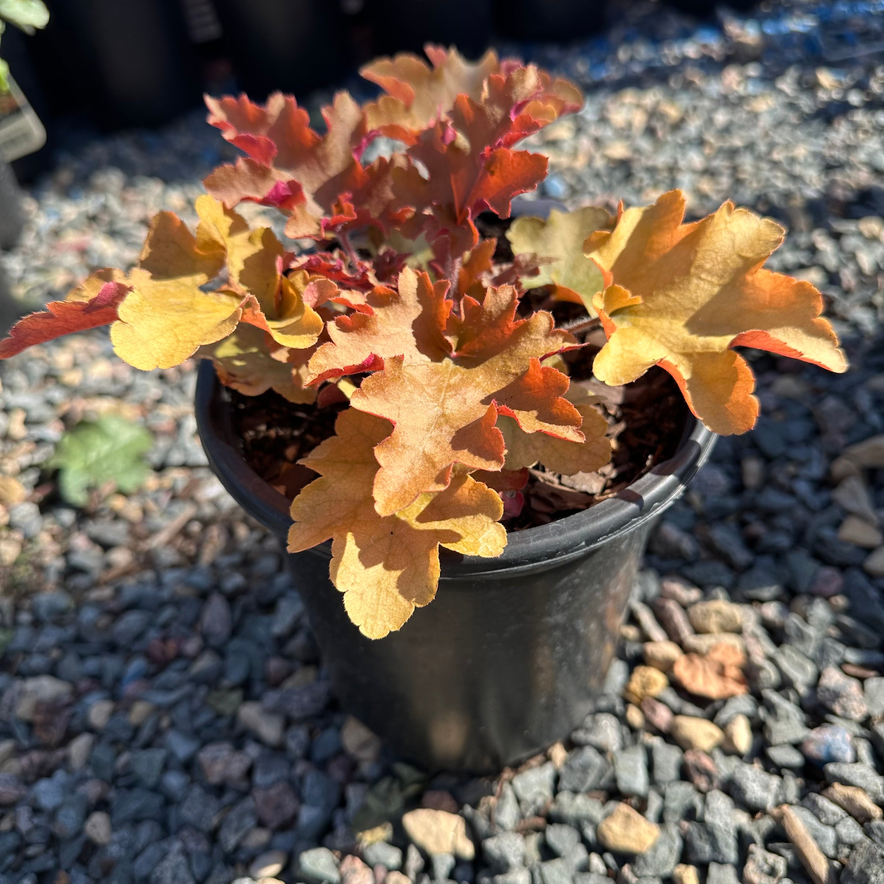 Caramel Coral Bells (Heuchera 'Caramel') — Twin Cities, MN
