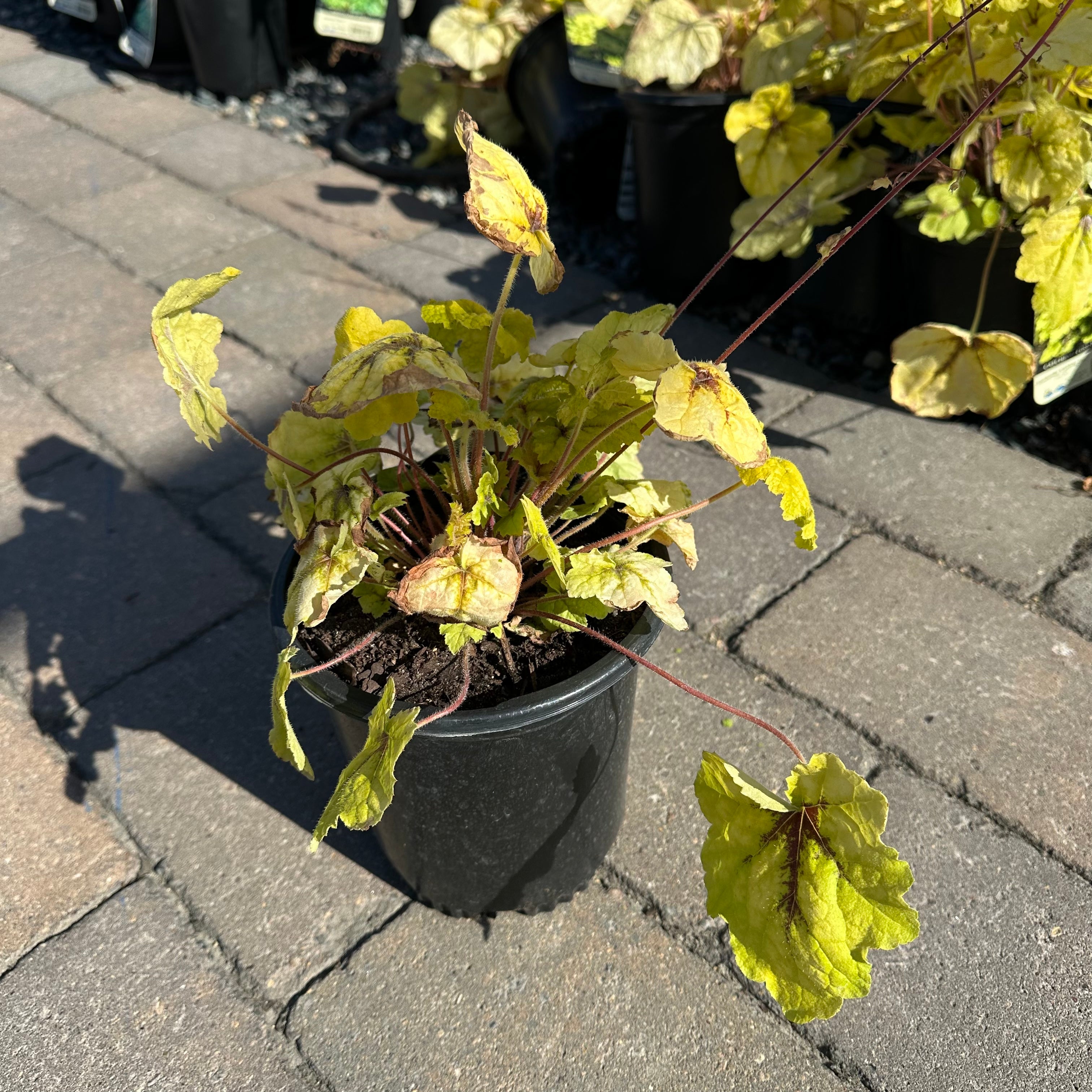 Catching Fire Foamy Bells (Heucherella 'Catching Fire') — Maple Grove, MN