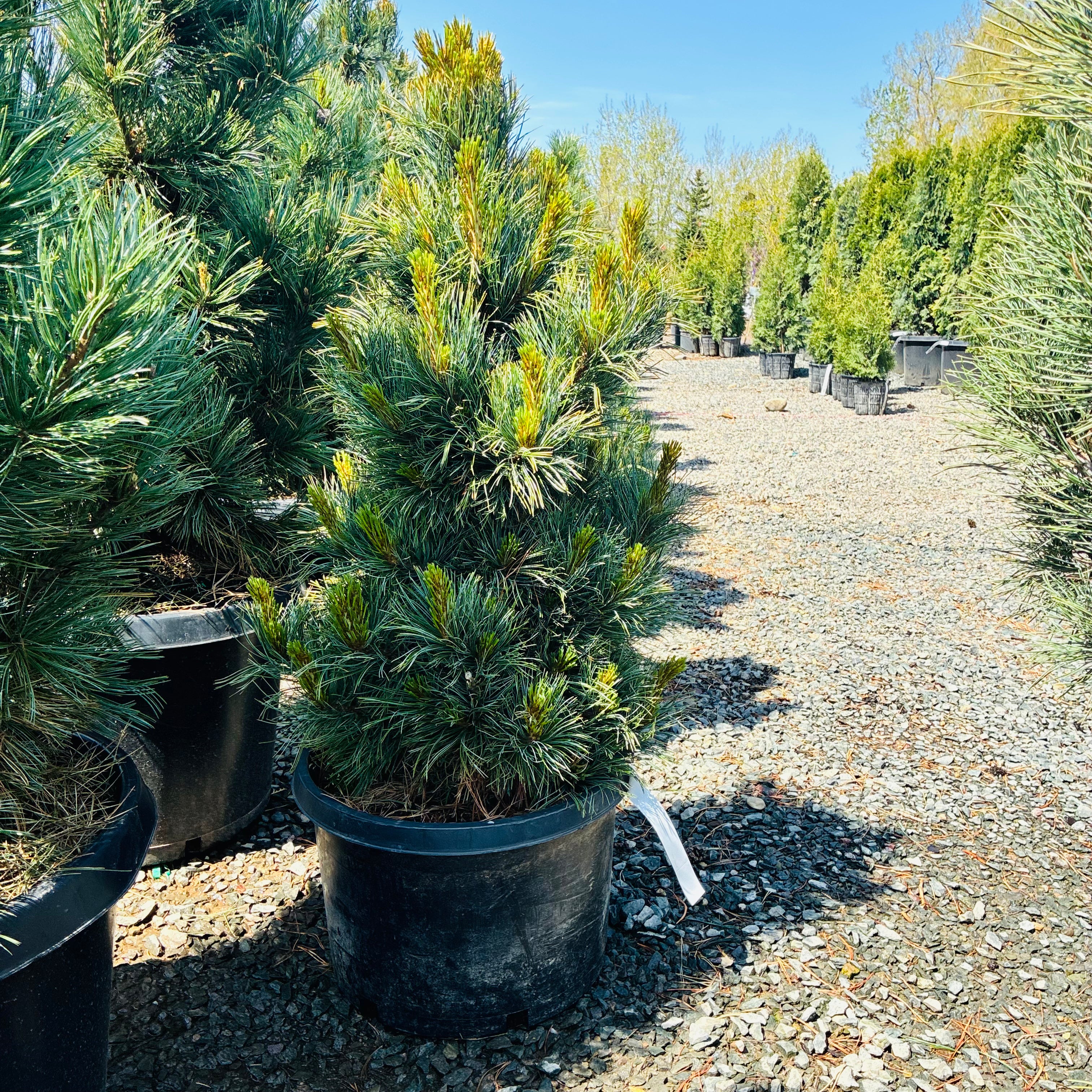 Chalet Swiss Stone Pine in nursery container — Edina, MN