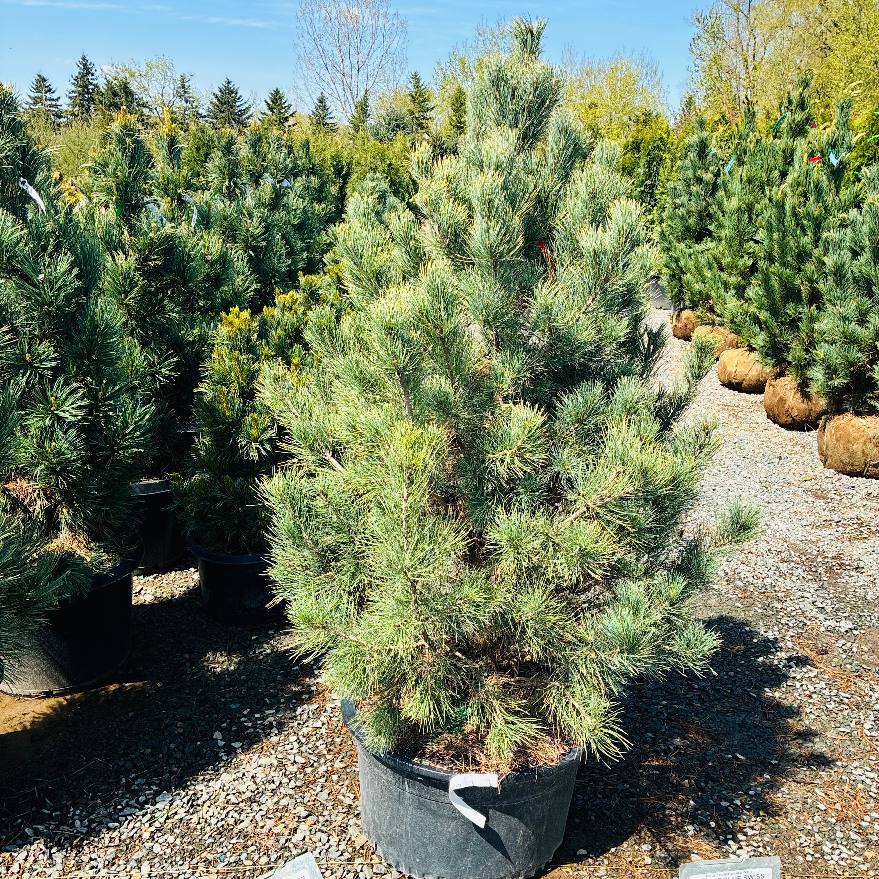 Chalet Swiss Stone Pine — St. Paul, MN