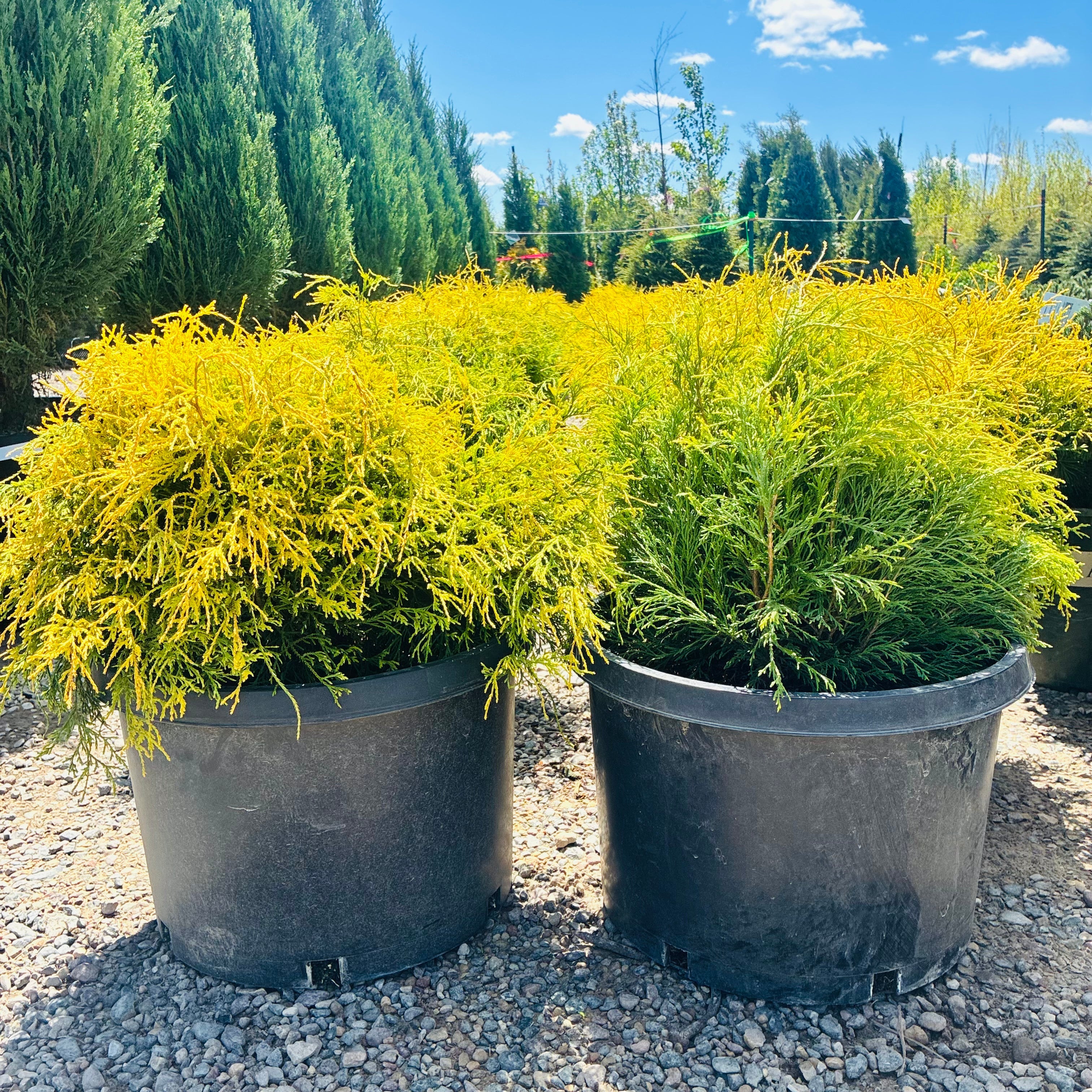 Golden Mop False Cypress in nursery container — Plymouth, MN
