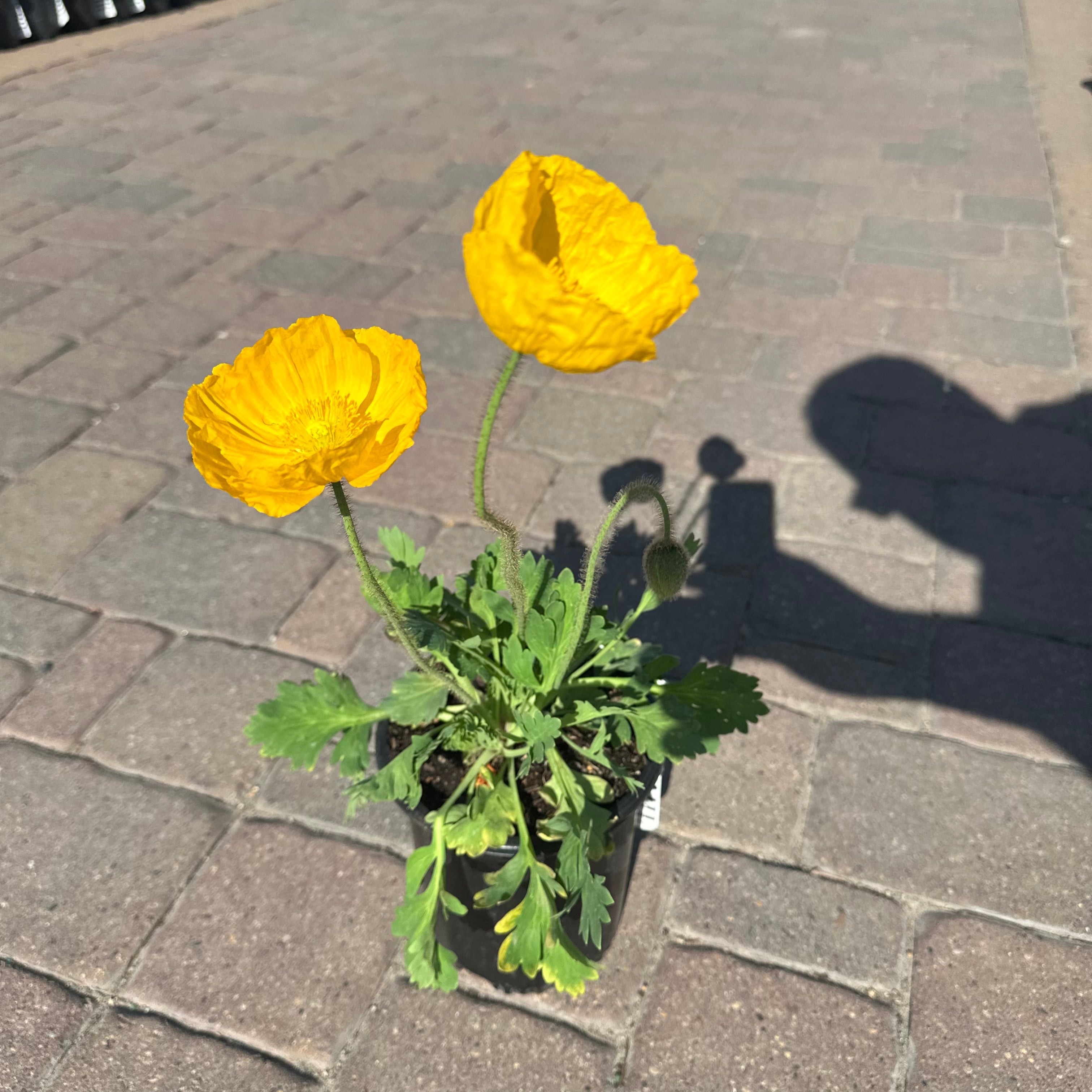 Champagne Bubbles Yellow Iceland Poppy (Papaver nudicaule 'Champagne Bubbles Yellow') — Bloomington, MN