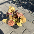Changeling Coral Bells (Heuchera 'Changeling') — Woodbury, MN