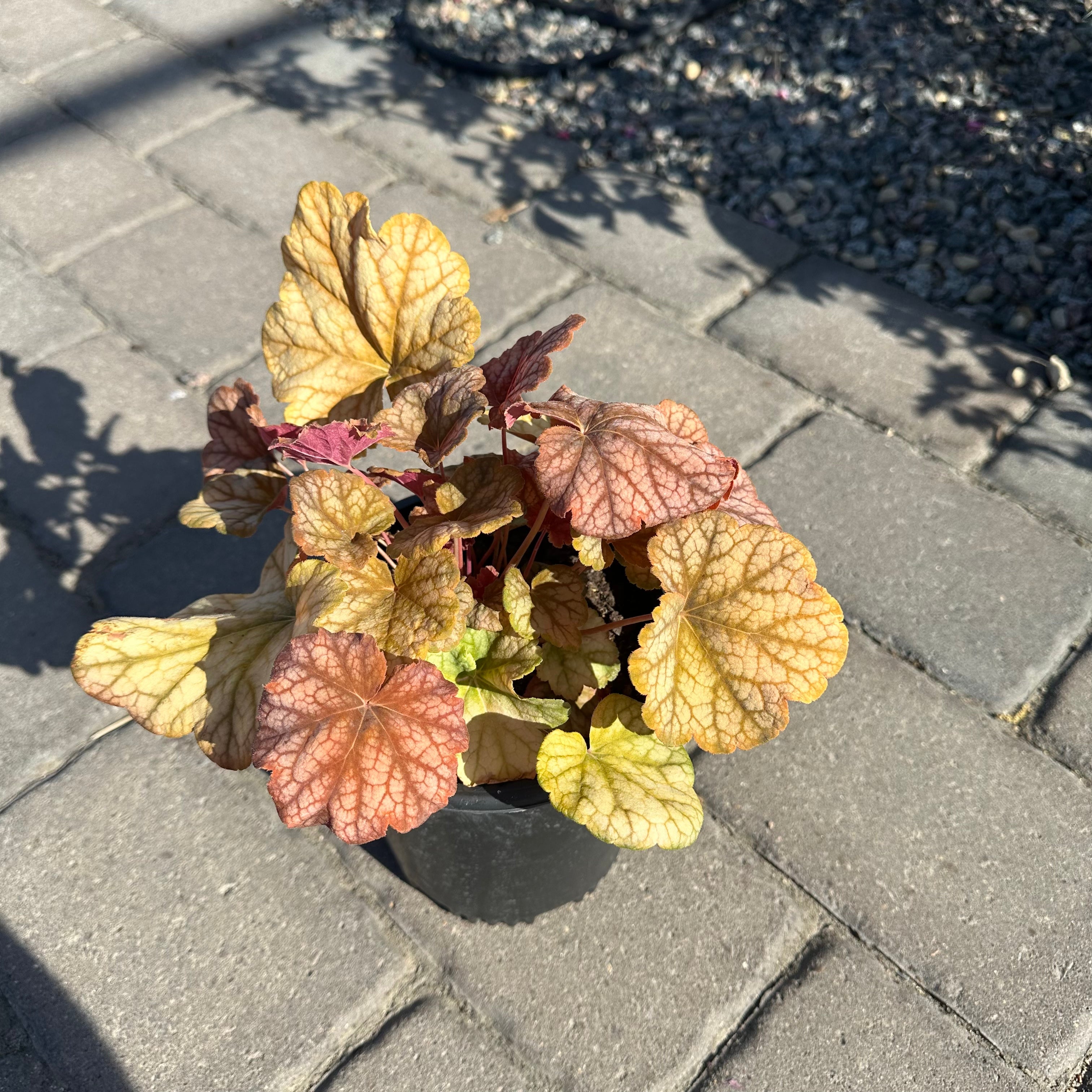 Changeling Coral Bells (Heuchera 'Changeling') — Woodbury, MN