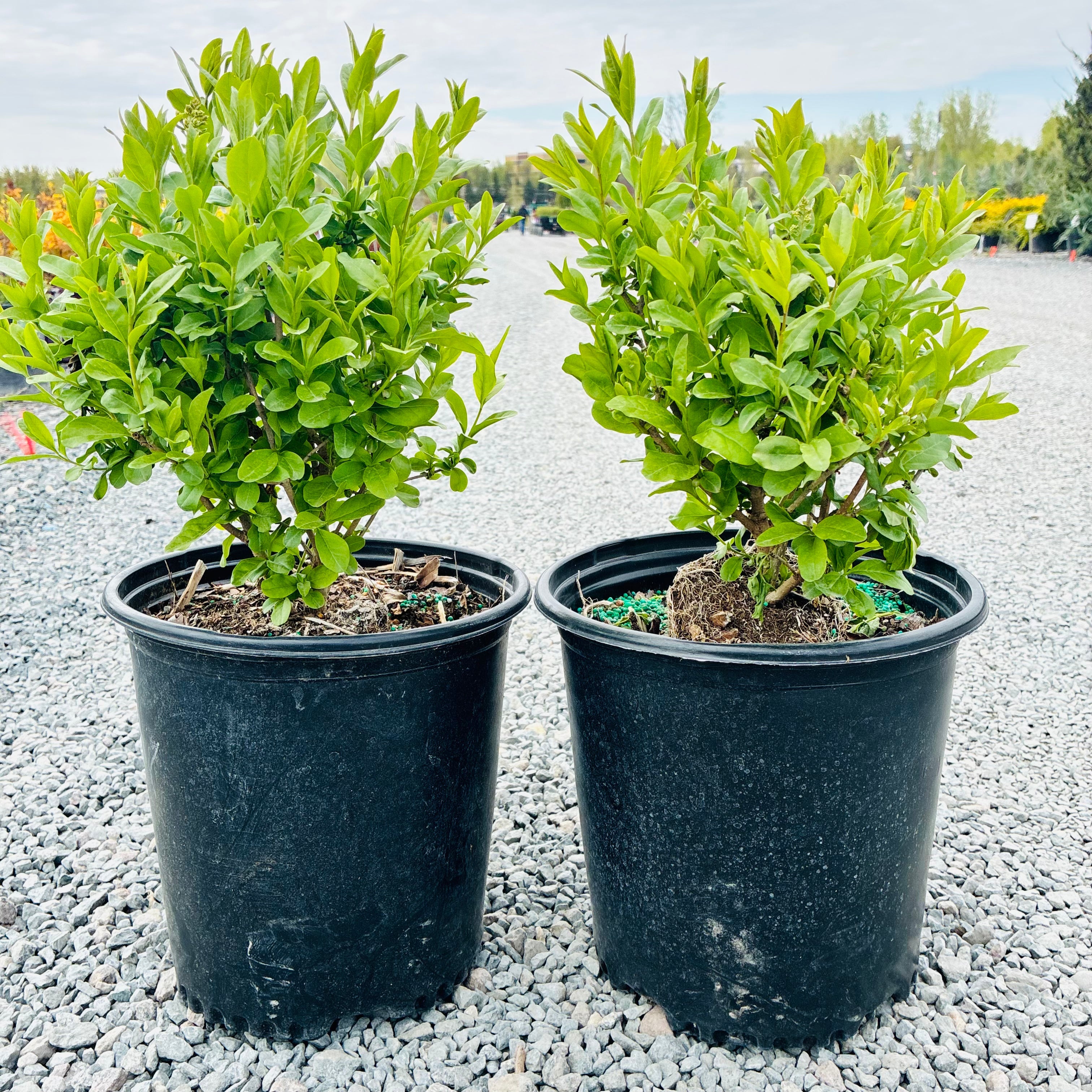 Cheyenne Privet (Ligustrum vulgare 'Cheyenne') — Wayzata, MN